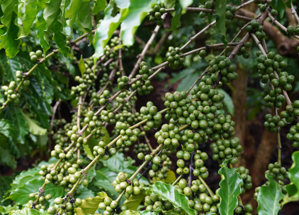 現地ベトナムおコーヒーの木
